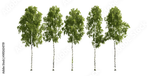 Set Betula pendula, silver European white variant, lofty deciduous tree cutout, gardening design asset, vector illustration.