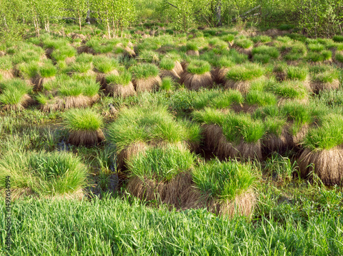 Green bogland background with bumps in spring. Spring wetland filled with green grass bumps, creating bumps landscape. The wet, earthy terrain is covered with lush, damp vegetation. Marsh ecosystem.