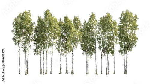 Betula populifolia gray birch cluster, isolated png, bright daylight, vector illustration, native woodland tree pack, natural landscaping element, ecological restoration art, realistic leaves.