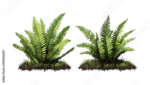 Cutout Blechnum gibbum and Salacca zalacca set, isolated frontal foliage, exotic tropical plant leaves, vector illustration, jungle greenery, rainforest flora, botanical elements.
