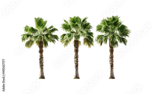 Brahea moorei isolated small palms, vector illustration, hesper palms, exotic tropical trees, ornamental desert flora, natural foliage elements, botanical garden palms.