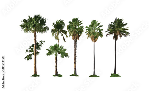 Frontal small Brahea moorei palms, vector illustration, desert palm tree species, hesper palms isolated, tropical garden plants, exotic nature clipart, ornamental greenery design.