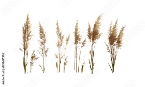 Calamagrostis arundinacea isolated plant cutout, vector illustration, prairie grass, natural flora, wild vegetation, garden decor, ecological greenery, field plants.