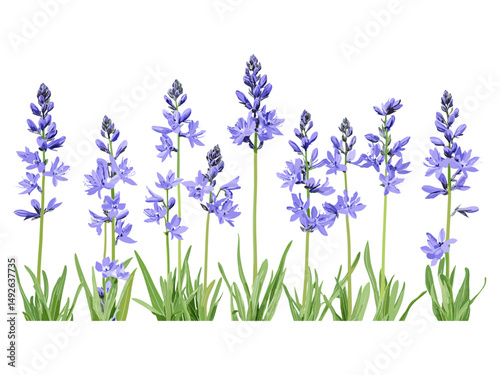 Vector illustration of Camassia leichtlinii Blue Danube, Camas, isolated frontal flower, garden plant, wildflower species, spring blossom, botanical art, natural flora, decorative leaf design.