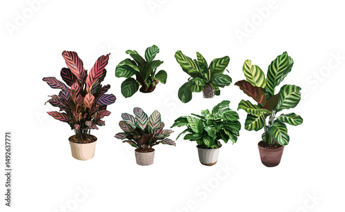Set of Calathea Fusion White houseplants frontal isolated cutout, vector illustration, indoor tropical foliage, exotic greenery, modern plant decor, botanical collection.