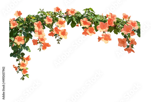 Chinese trumpet vine Campsis grandiflora front cutout sunny daylight, vector illustration, tropical flowering vine, garden ornamental plant, climbing creeper, lush green foliage, summer floral vine.