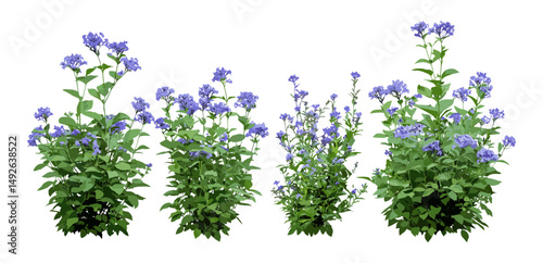 Vector illustration of blue mist shrubs, Caryopteris × clandonensis, low-mounded garden plants, deciduous street bushes, ornamental landscaping greenery, floral outdoor vegetation, png.