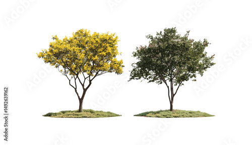 Grevillea baileyana and Cassia fistula street trees isolated png, vector illustration, ornamental garden plants, flowering tropical trees, landscape design, eco-friendly greenery.