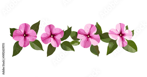 Cape periwinkle cutout, Catharanthus roseus blossom, graveyard plant, bright eyes flower, vector illustration, tropical flora, garden ornamental, medicinal flowering plant.