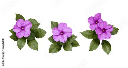 Vector illustration of Catharanthus roseus, Cape periwinkle flower, graveyard plant, bright eyes bloom, rose periwink, ornamental garden plant, tropical flower species.