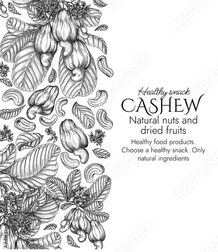 Vector border with a branch of blooming cashew in engraving style. Graphic banner with nuts on a tree. Template with the cultivation of a healthy snack. Nuts in shell and in cut. Cashew fruit