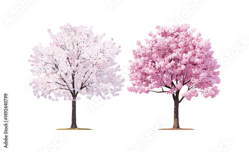 Set of cherry trees sakura, Cercis chinensis Chinese red tree blossoming summer street trees isolated cutout png, seasonal floral plants, garden landscape vector illustration.