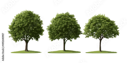 Big and medium blooming Chestnut trees Castanea sativa isolated cutout, vector illustration, tree silhouettes, garden landscaping, woodland trees, nature conservation, leaf canopy