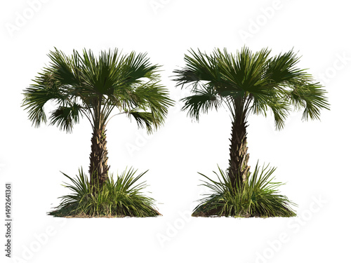 Coccothrinax miraguama set, frontal view, isolated cutout tree, vector illustration, exotic palm tree, botanical art, tropical flora, garden plant, landscaping asset, green leaves, png.