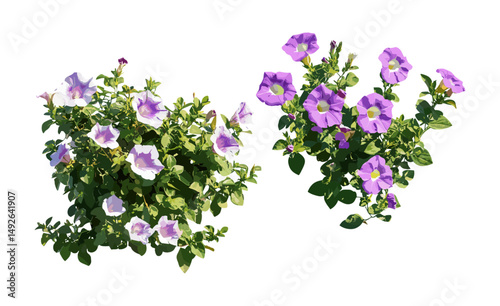 Vector illustration of garden plants, Cistus incanus and Convolvulus cneorum set, png, frontal daylight view, nature elements, landscape shrubbery, floral composition, spring foliage.
