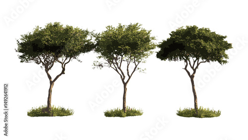 Commiphora myrrha tree set, African myrrh, common myrrh, herabol myrrh, Somali myrrh, street trees cutout, vector illustration, desert plant, tree silhouette, tropical flora.