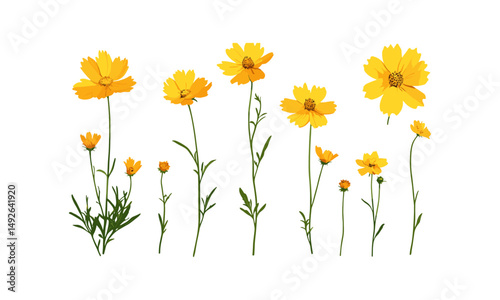 Set of Coreopsis tinctoria, garden coreopsis, golden tickseed, plains coreopsis, isolated cutout, vector illustration, wildflowers, prairie flowers, nature clipart, floral design.
