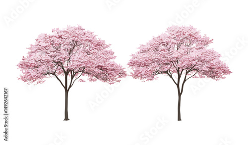 Pink flowering dogwood Cornus florida, sakura cherry trees spring blossom, isolated street trees cutout, floral garden, seasonal nature, ornamental trees, vector illustration.