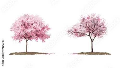 Cherry blossom sakura, pink Cornus florida flowering dogwood, spring trees cutout, street trees isolated, seasonal flowers, floral landscape, ornamental plants, vector illustration.