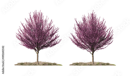Frontal street set of Corylus maxima purpurea many-stemmed trees in sunlight, transparent background, vector illustration, urban garden trees, landscape design, foliage trees.