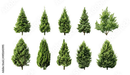 Cryptomeria fortunei, Cryptomeria japonica, Chinese cedar tree set, isolated cutout, ornamental conifer, landscape design, evergreen plants, vector illustration.