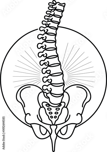 Radiant Spine and Pelvis Line Drawing, Anatomical Art with Circular Symbolism.