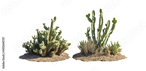 Cylindropuntia spinosior and Cylindropuntia bigelovii cactus set in sunny daylight, frontal isolated png, desert plants, succulent flora, arid landscape, vector illustration.