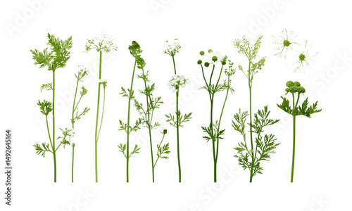 Wild carrot Daucus carota bishop's lace Queen Anne's lace bird's nest flower isolated png herbal plant meadow tree garden vector illustration, natural botanical image.