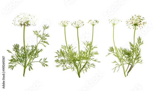 Set of Daucus carota wild carrot bird's nest bishop's lace Queen Anne's lace isolated png tree herbal plant flower meadow vector illustration, botanical nature art.
