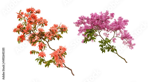 Jacaranda mimosifolia and Delonix regia flowering tree isolated png, tropical landscape, ornamental trees, bright flowers, garden design, lush foliage, vector illustration. photo