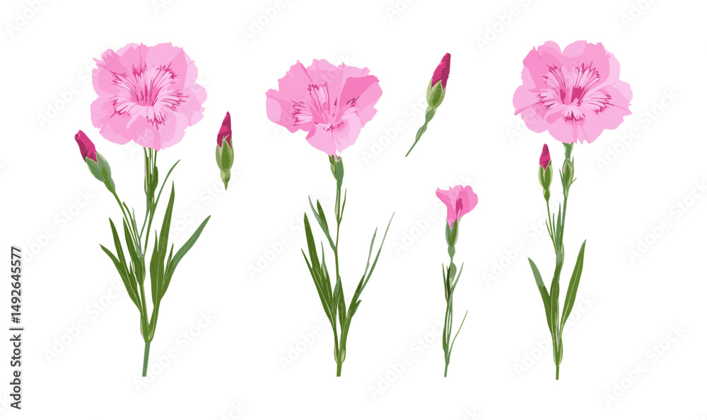 Cheddar pink, Dianthus gratianopolitanus flowers, isolated png, clove pink bloom, garden perennial plant, wildflowers, floral design, vector illustration.