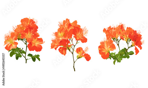 Set of Delonix regia, flamboyant tree, peacock flower, royal poinciana, phoenix flower, flame of the forest, blossoming isolated png, tropical tree, exotic plants, vector illustration.