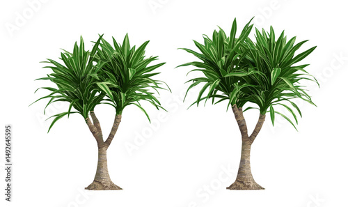 Dracaena draco and Pachypodium geayi frontal cutout, succulent plants, rare desert trees, botanical nature collection, tropical foliage, vector illustration.
