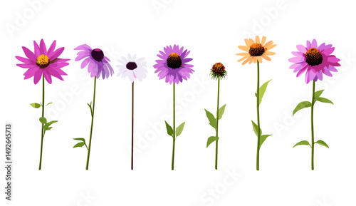 Purple coneflower, Echinacea purpurea, eastern coneflower cutout, hedgehog coneflower, flowering plant, herbal flower, meadow wildflower, summer garden, vector illustration.