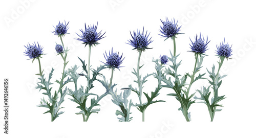 Blue eryngo Eryngium planum isolated cutout, coastal plant, herbal medicine, spiky flower, wild plant, decorative foliage, vector illustration.