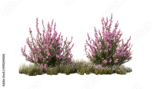 Set of Erica Arborea tree heath street blooming isolated cutout, perfect front view, tree heather plant, shrub, wild flora, nature vector illustration.