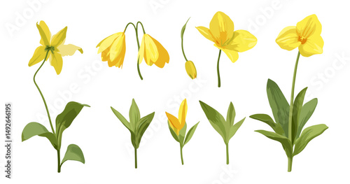 Set of Erythronium americanum, trout lily, yellow adder's-tongue, fawn lily, dogtooth violet isolated png, spring wildflowers, woodland plants, vector illustration.