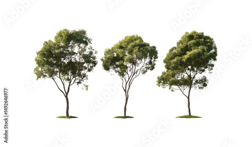 Set of Eucalyptus gunnii trees, cider gum, street trees isolated png, frontal view, perfectly cutout, urban landscaping, green foliage, botanical vector illustration.