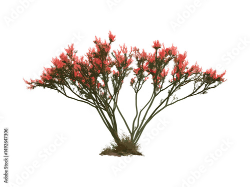 Fouquieria splendens ocotillo tree cutout, desert shrub, drought resistant plant, thorny branches, wild desert flora, southwestern nature, arid environment, vector illustration.