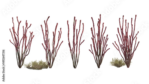 Ocotillo Fouquieria splendens isolated cutout, desert vegetation, thorny shrub, arid zone plant, southwestern USA flora, xerophyte, botanical illustration, vector illustration.