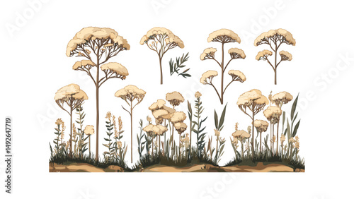 Set of frontal Achillea terracotta Yarrow isolated png, medicinal herb plant, wildflower, garden flower, vector illustration, botanical art, nature greenery.