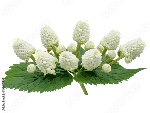 Actaea simplex baneberry bugbane isolated cutout, woodland plant, herbal medicine, natural greenery, garden flora, botanical species, vector illustration.