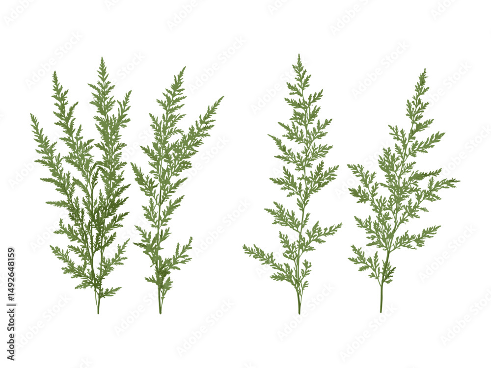 Naklejka premium Southern wormwood plant, Artemisia abrotanum shrub, lad's love tree cutout, vector illustration, botanical greenery, garden flora, herb bush, natural element, isolated background.