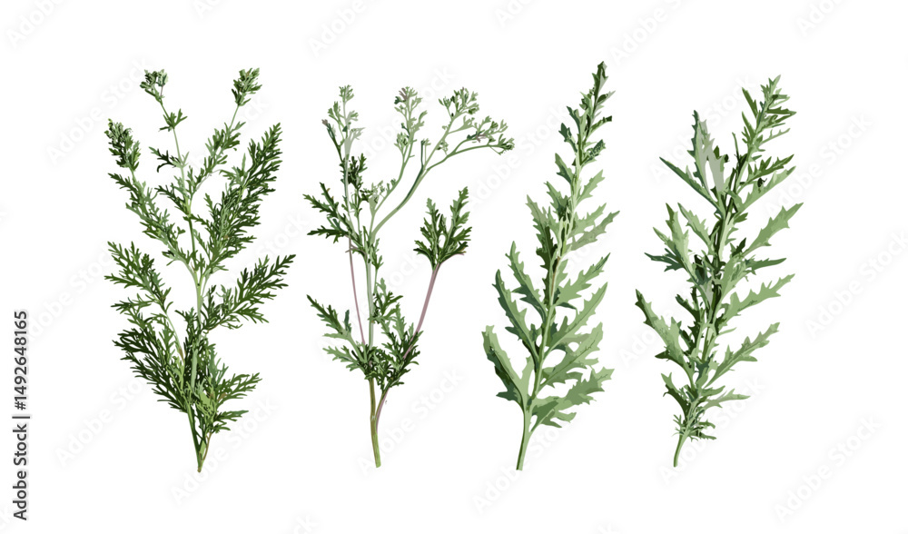 Naklejka premium Artemisia abrotanum plant, southern wormwood, lad's love herb, vector illustration, cutout foliage, nature shrub, green leaf bush, garden element, medicinal flora, transparent background.