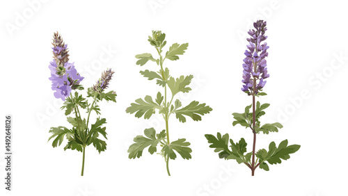 Vector illustration of Artemisia abrotanum and Malva sylvestris set, frontal cutout tree, transparent background, isolated herbal plant, garden foliage, medicinal flora, green leaf art.