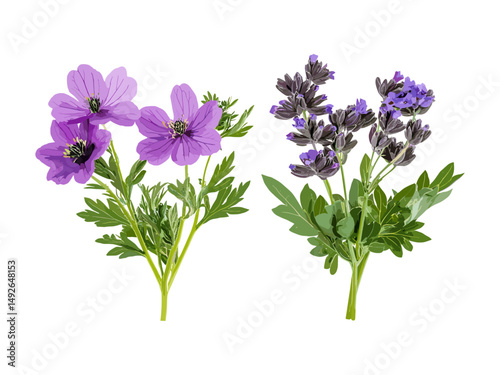 Vector illustration of isolated Artemisia abrotanum and Malva sylvestris set, garden herb, cutout shrub plant, nature foliage tree, green leaf collection, natural flora.