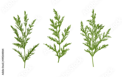 Set of Artemisia abrotanum tree, lad's love, southernwood bush cutout, isolated vector illustration, herbal plant, green shrub, nature botanical element, garden foliage, png.