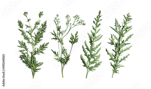 Artemisia abrotanum plant, southern wormwood, lad's love herb, vector illustration, cutout foliage, nature shrub, green leaf bush, garden element, medicinal flora, transparent background.