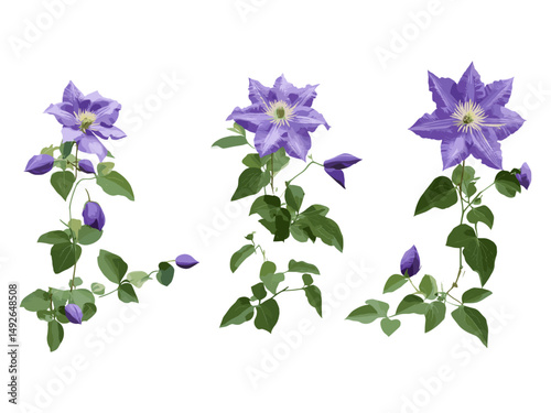 Set of Clematis florida passion flower clematis, Asian virginsbower tree, frontal view, vector illustration, isolated cutout, tropical flower plant, botanical art, garden plant, png.