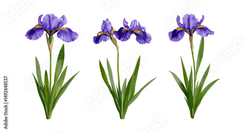 Frontal Iris tectorum wall iris roof iris Japanese roof iris isolated cutout tree flower plant botanical garden vector illustration,